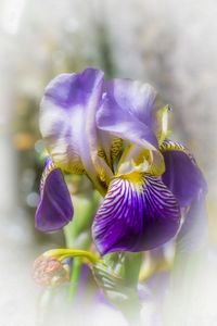 Die Blume Iris