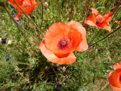 Mohnblume im Wind