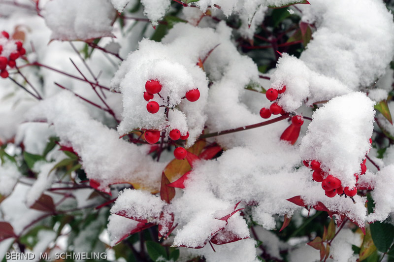 Rote Beeren im Schnee