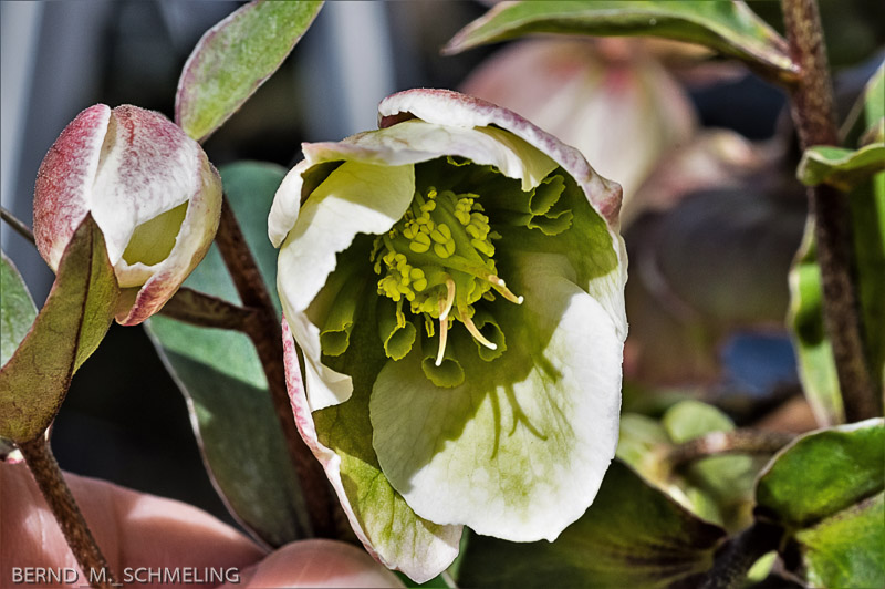 Makroaufnahme Christrose