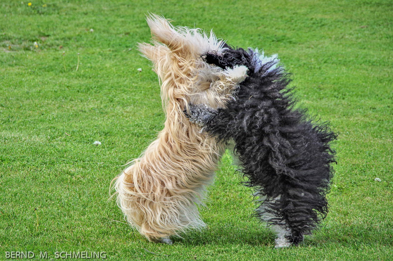 Hundespiel